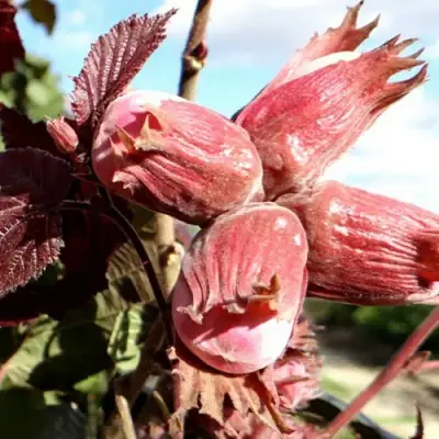 Фундук АЛЫЙ ПАРУС в Калинковичах