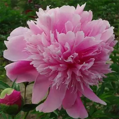 Пион ГОЛУБАЯ ХРИЗАНТЕМА травянистый в Калинковичах