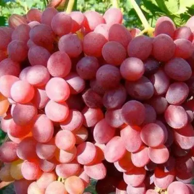 Виноград КИШМИШ КРАСНЫЙ в Калинковичах