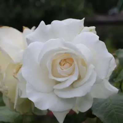 Роза АНАСТАСИЯ чайно-гибридная в Калинковичах