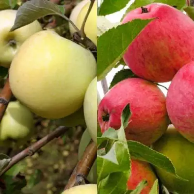 Комплект ЯБЛОЧНЫЙ ТАНДЕМ в Калинковичах