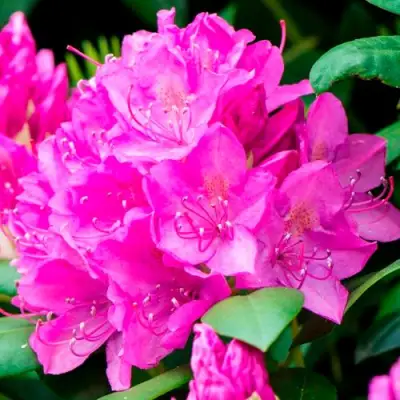 Азалия ПУРПУРТРАУМ японская в Калинковичах