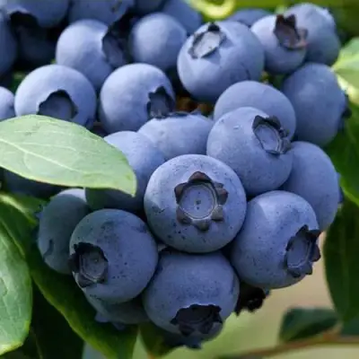 Голубика СПАРТАН в Калинковичах