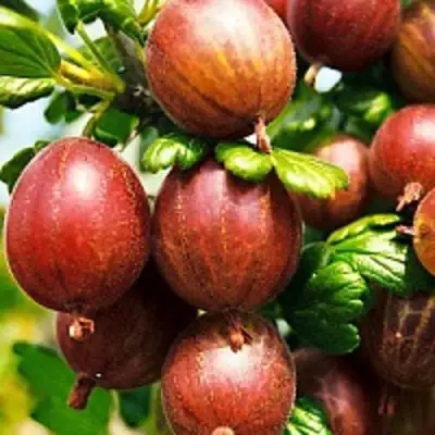 саженцы крыжовника шершневского