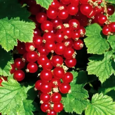 Смородина красная РЕД ЛЕЙК в Калинковичах