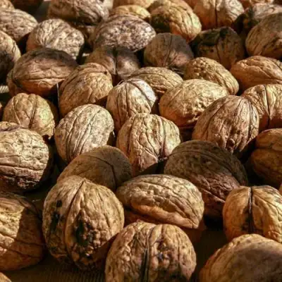 Грецкий орех ПИНСКИЙ в Калинковичах