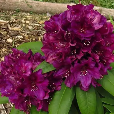 Рододендрон ПОЛАРНАХТ в Калинковичах