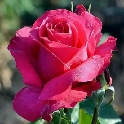 Роза ВИЕН РОУЗ чайно-гибридная в Калинковичах