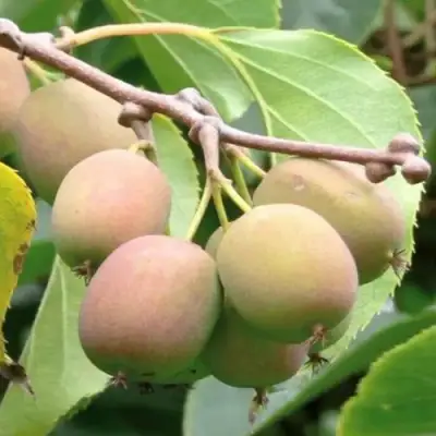 Актинидия ГИБРИДНАЯ КОЛБАСИНОЙ в Калинковичах