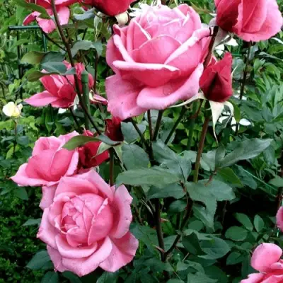 Роза ЭЙФЕЛЕВА БАШНЯ чайно-гибридная в Калинковичах