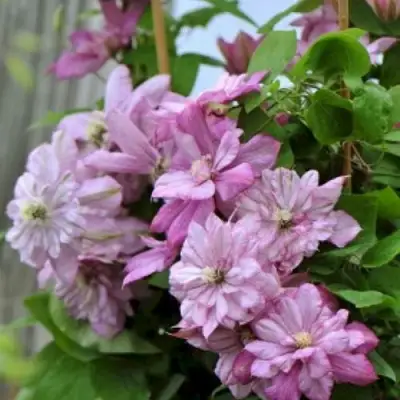 Клематис ИННОСЕНТ ГЛАНС в Калинковичах