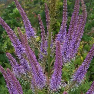 Вероникаструм ФАСЦИНЕЙШН в Калинковичах