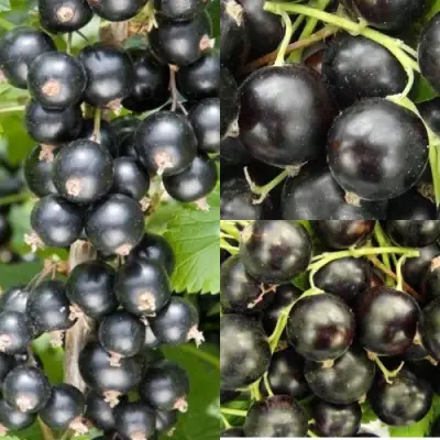 Комплект ЧЕРНАЯ СИЛА в Калинковичах