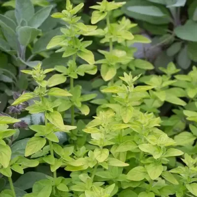 Душица ТАМБЛС ВАРИЕТИ обыкновенная в Калинковичах