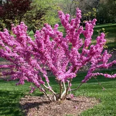 ЦЕРЦИС канадский  в Калинковичах