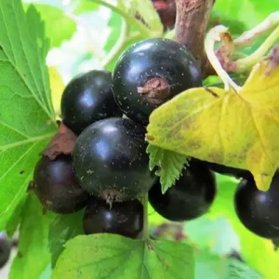 Смородина чёрная КАТЮША в Калинковичах