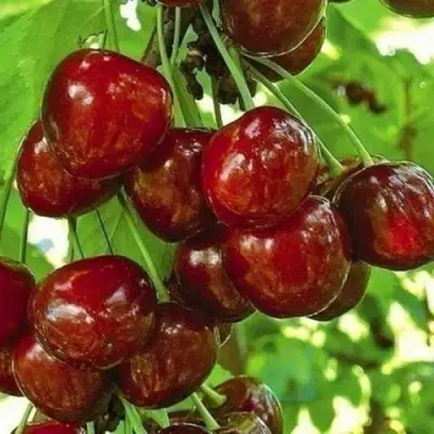 Черешня БУРЛАТ в Калинковичах