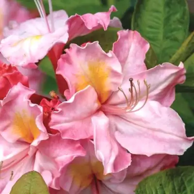 Азалия СЕССИЛЬ листопадная в Калинковичах