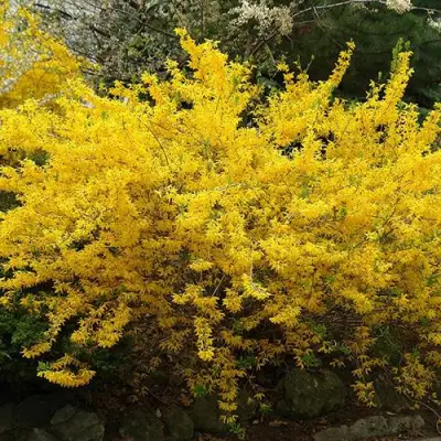 Форзиция ГОЛДЗАУБЕР средняя в Калинковичах