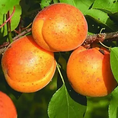 Абрикос СПАДЧЫНА в Калинковичах