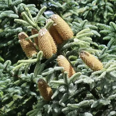 Пихта благородная в Калинковичах