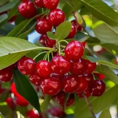 Вишня ГИРЛЯНДА в Калинковичах