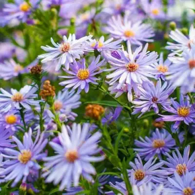 Астра ЛИТТЛ КАРЛОУ сердцелистная в Калинковичах