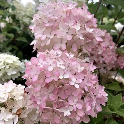 Гортензия БОМБШЕЛ метельчатая в Калинковичах