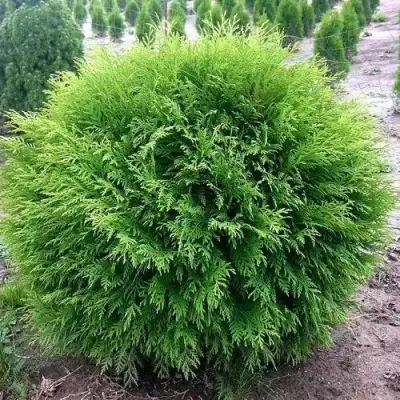 Туя ЛИТЛ ЧЕМПИОН западная в Калинковичах