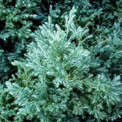 Кипарисовик БУЛЕВАРД горохоплодный в Калинковичах