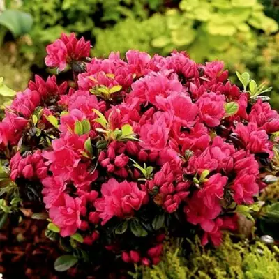 Азалия КАНЗОНЕТТА японская в Калинковичах