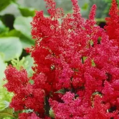 Астильба ЭТНА Арендса в Калинковичах