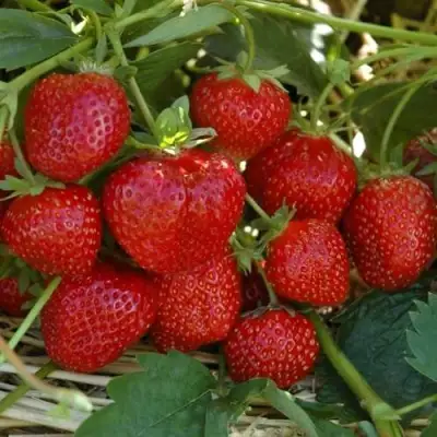 Клубника ЗЕНГА-ЗЕНГАНА в Калинковичах