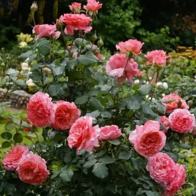 Роза ЛОРАН КАБРОЛЬ шраб в Калинковичах