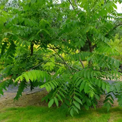 Орех МАНЬЧЖУРСКИЙ в Калинковичах