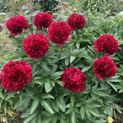 Пион ГАЛАКТИКА травянистый в Калинковичах