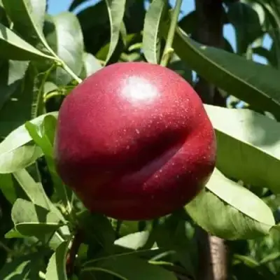 Нектарин БИГ-ТОП в Калинковичах