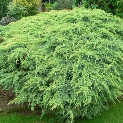 Можжевельник ХОЛГЕР чешуйчатый в Калинковичах