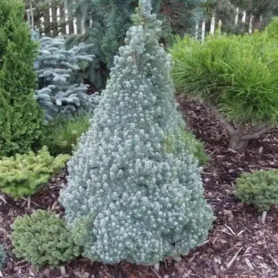 Ель САНДЕРС БЛЮ канадская в Калинковичах