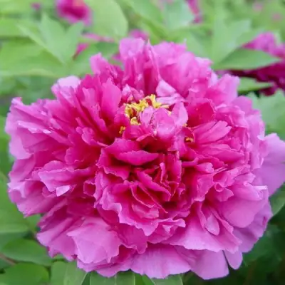 Пион ЛИЛОВАЯ ФАНТАЗИЯ древовидный в Калинковичах