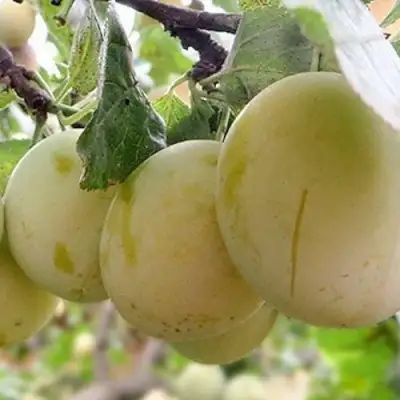 Слива УТРО в Калинковичах