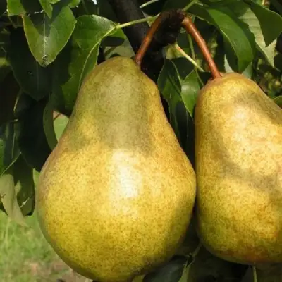 Груша СИЛЬВА в Калинковичах