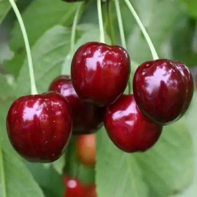 Черешня ВАЛЕРИЙ ЧКАЛОВ в Калинковичах