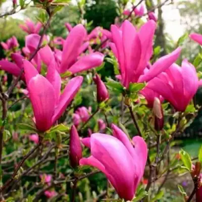 Магнолия СЬЮЗАН в Калинковичах