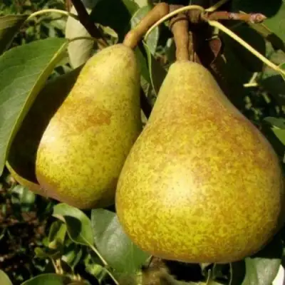 Груша ГЕНЕРАЛ ЛЕКЛЕРК в Калинковичах