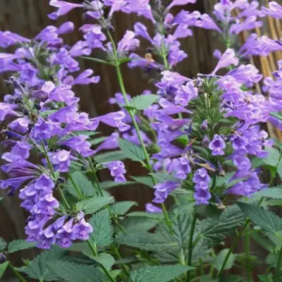 Котовник БЛЮ ДРИМС полусидячий в Калинковичах