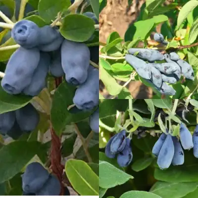 Комплект СЕВЕРНЫЕ ВИТАМИНЫ в Калинковичах