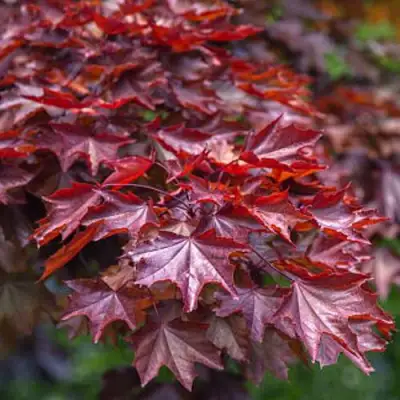 Клен КРИМСОН КИНГ остролистный в Калинковичах