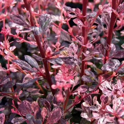 Барбарис АРЛЕКИН тунберга в Калинковичах