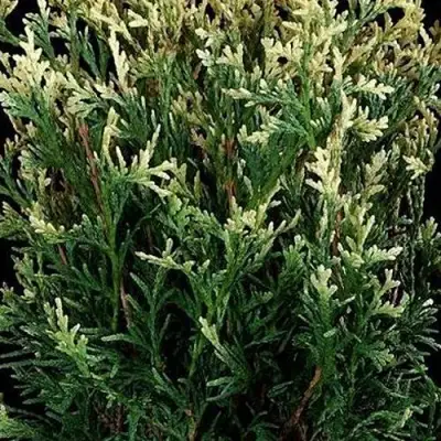 Туя ГОЛД ПЕРЛ западная в Калинковичах